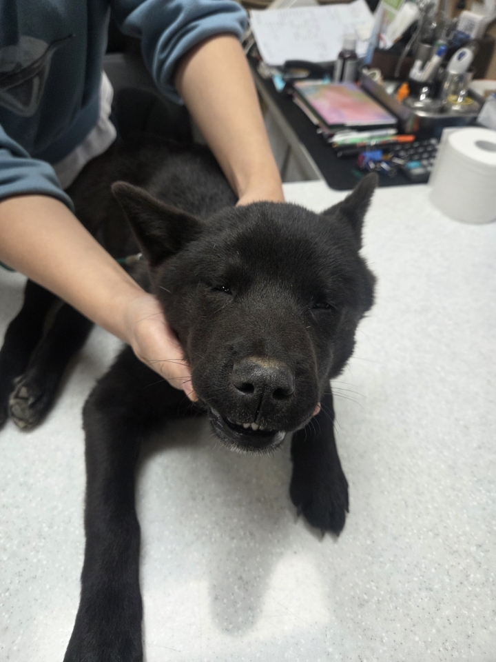 보호중 믹스견의 가…